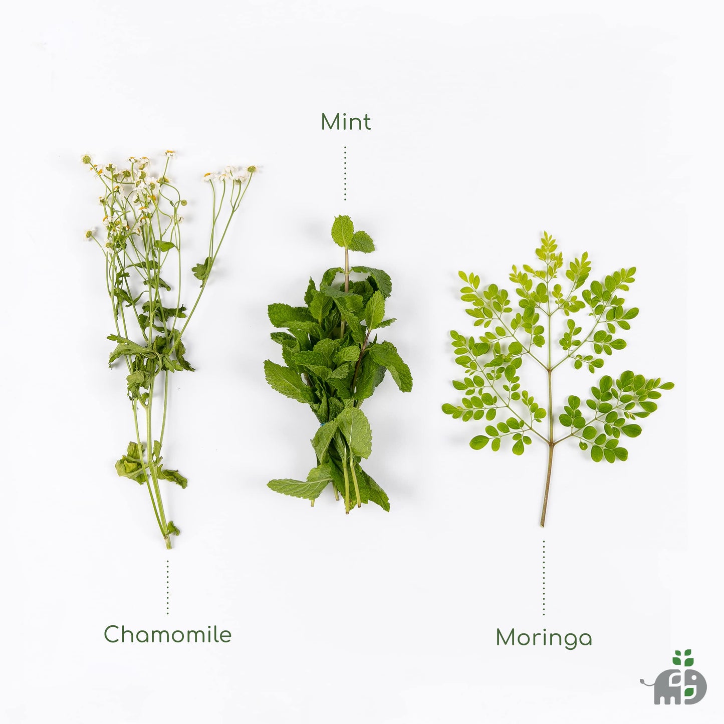 Mori Leaf Tea Mint Moringa Iced Organic 16 fl oz Pack of 12