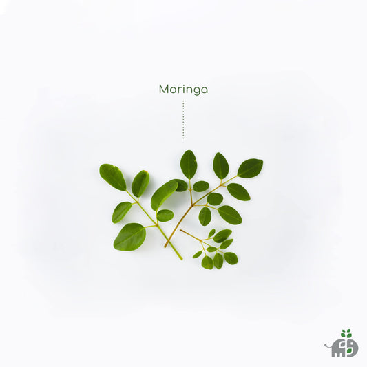 Mori Leaf Tea Iced Moringa Organic 16 fl oz Pack of 12